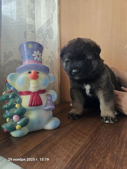 Щенки американской акиты