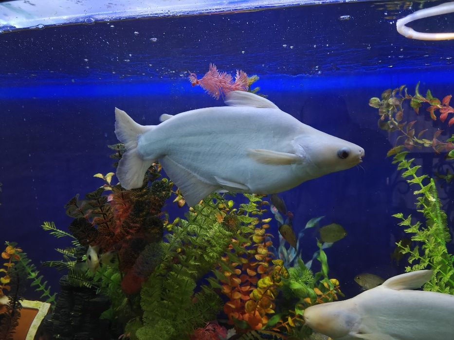 Продам или обменяю пангасиусов- акулий сом 2шт