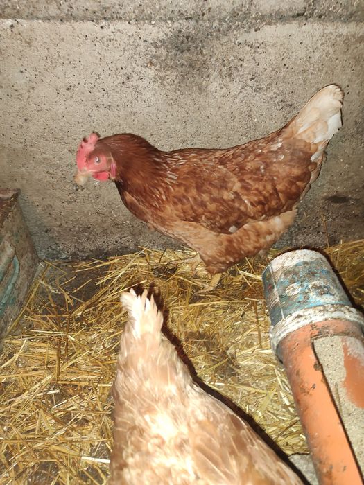 Vând puicuțe roși Ouătoare