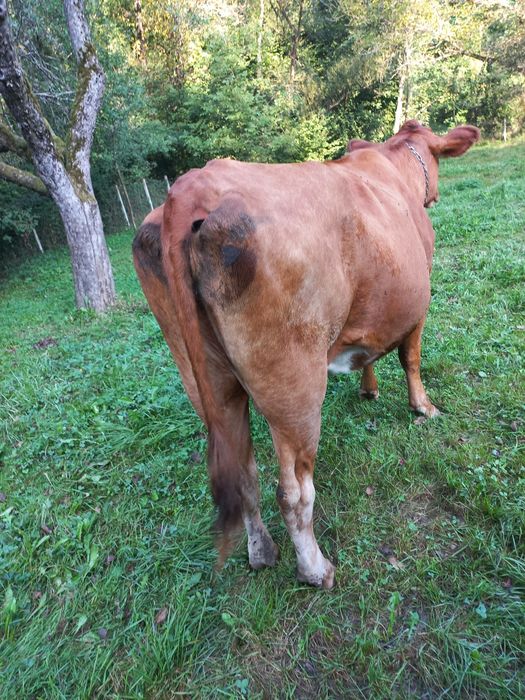 Vaca de vanzare .