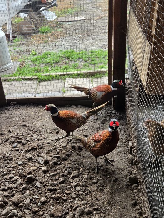 Продавам мъжки фазани