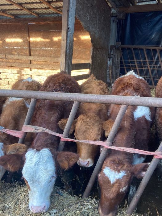 Vand vitele tinute pe boxa cu media 200 +