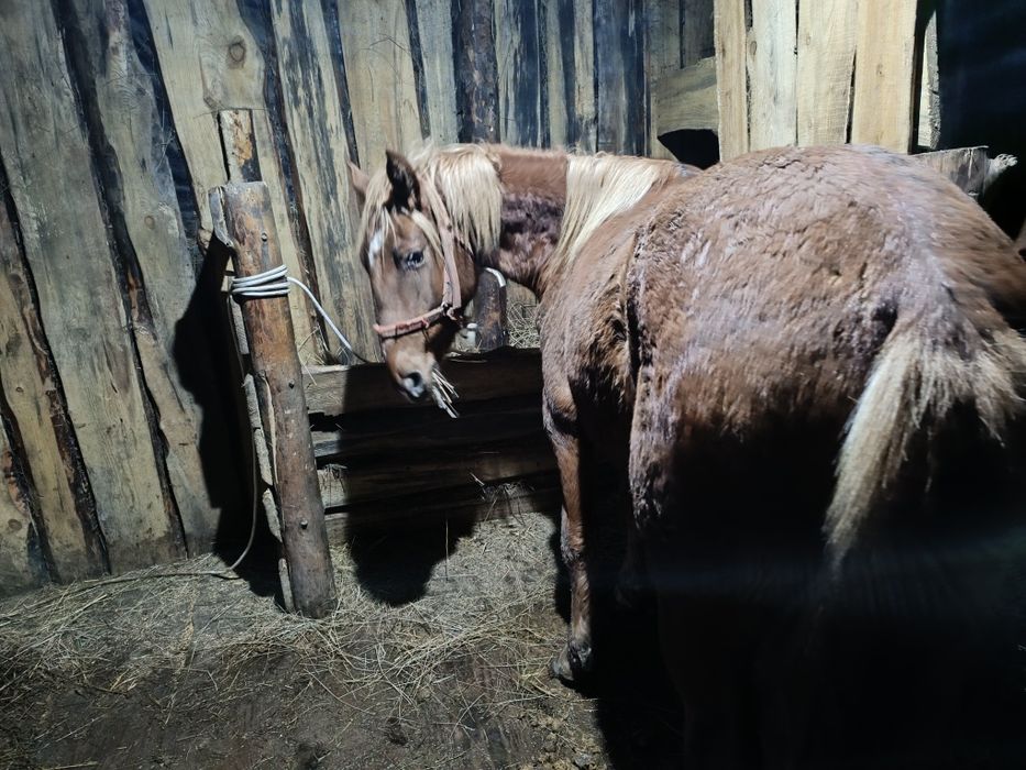 Продам тай 1.5 года