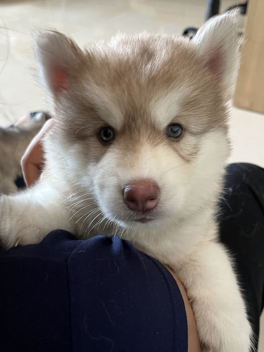 Husky siberian/ ochii albastri
