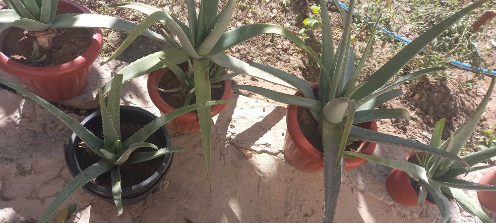 Aloe gullari chip chiroyli