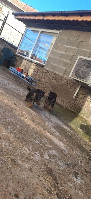 Продавам немска овчарка