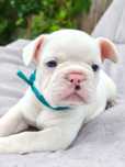 Bulldog francez husky eyes