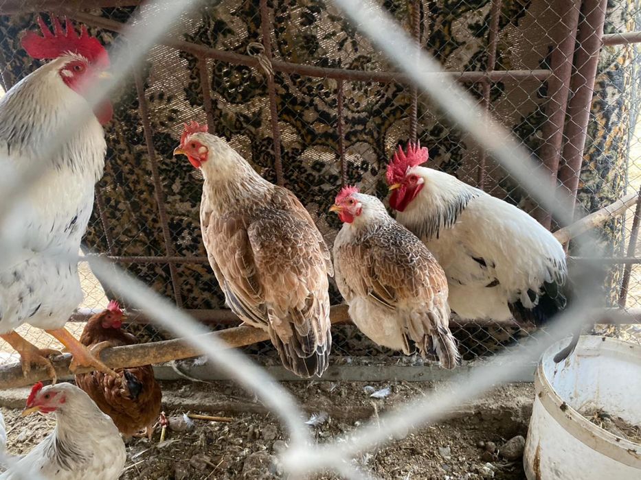 Тауықтар сатылады