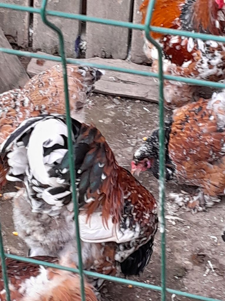 Perechea păsări din rasa brahma porțelan