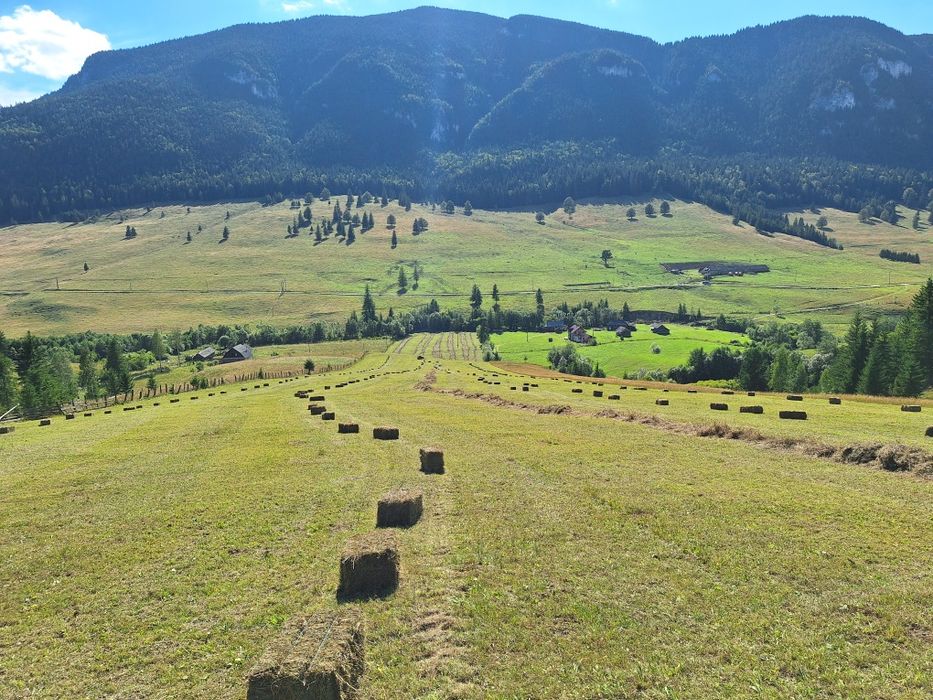 Fân de munte, curat,fără ploaie