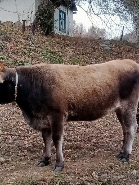Семіз тайынша сатамын