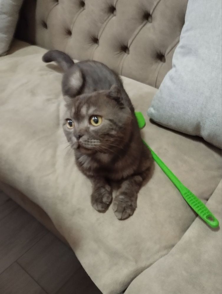 Кот, в самые добрые и ответственные руки!