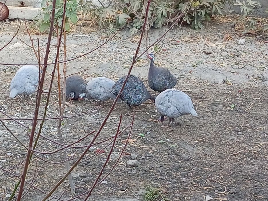 Тесарка сотилади