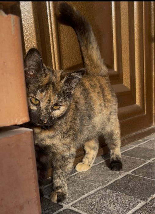 Отдам котенка (самка) бесплатно в добрые руки