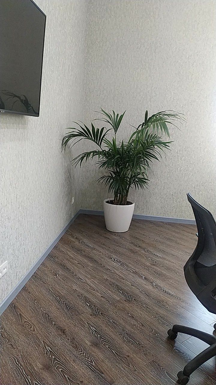 Уход за офисным и комнатные растениями