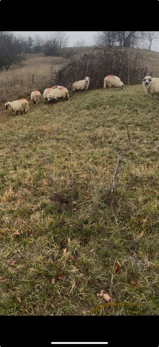 Oi țurcane de vanzare