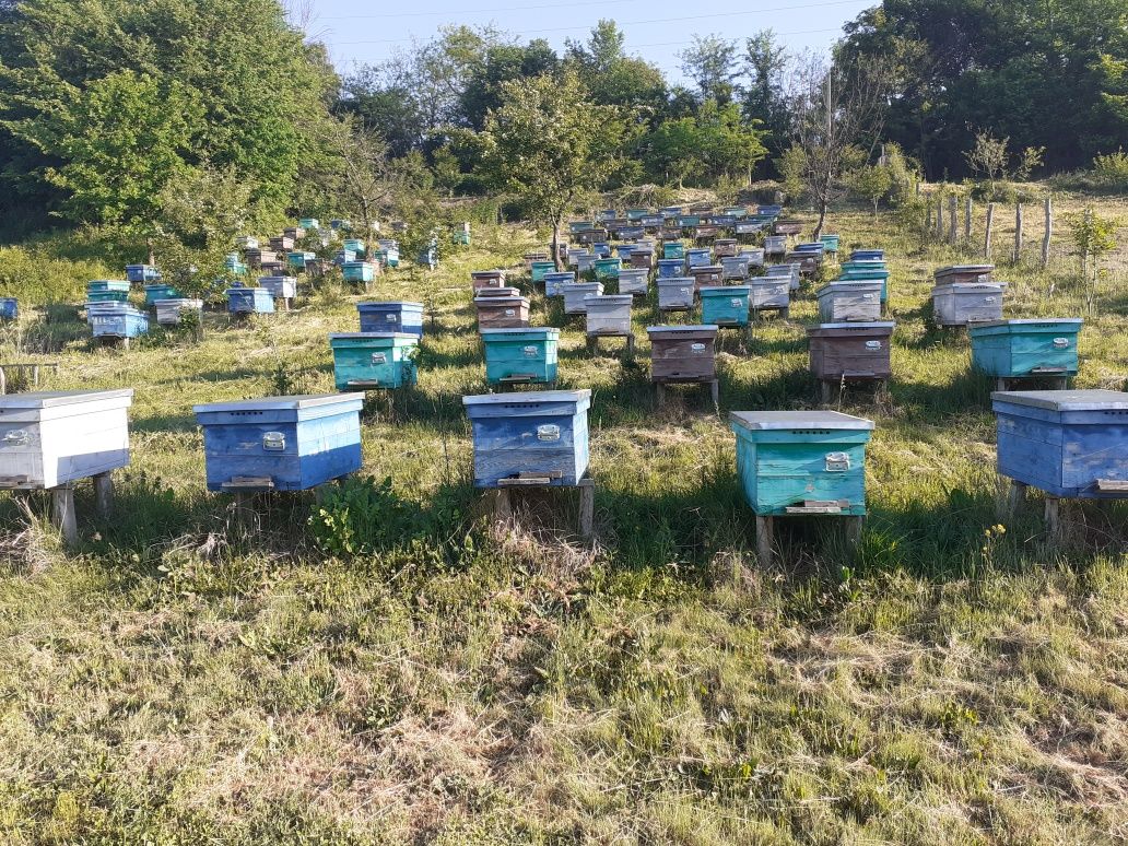 Famili de albine roiuri rame cu puiet