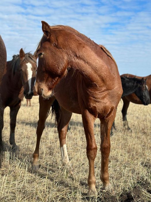 Продам тай Қостанайской породы.