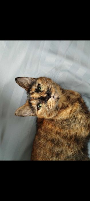Отдаю кошку в хорошие руки