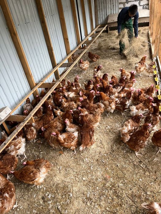 Туып турган тауык несушка несутся кур балапан цыплят ломан Браун легг