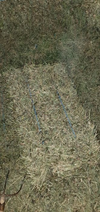 Baloti de lucerna, lucerna baloti, baloti de luterna , balotii