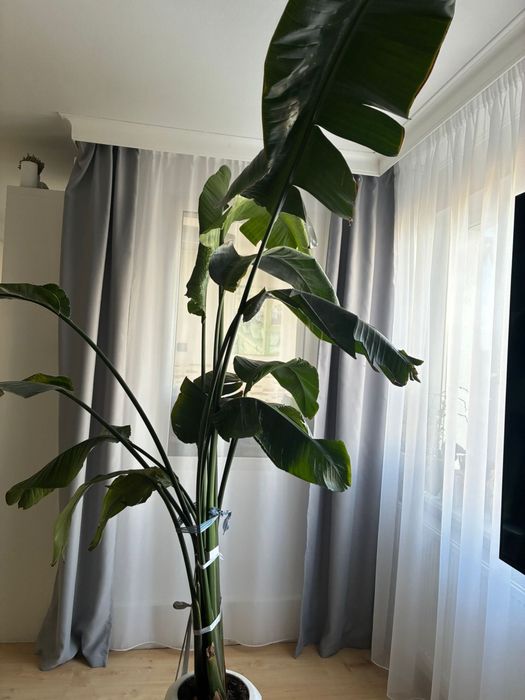 Planta decorativa naturala