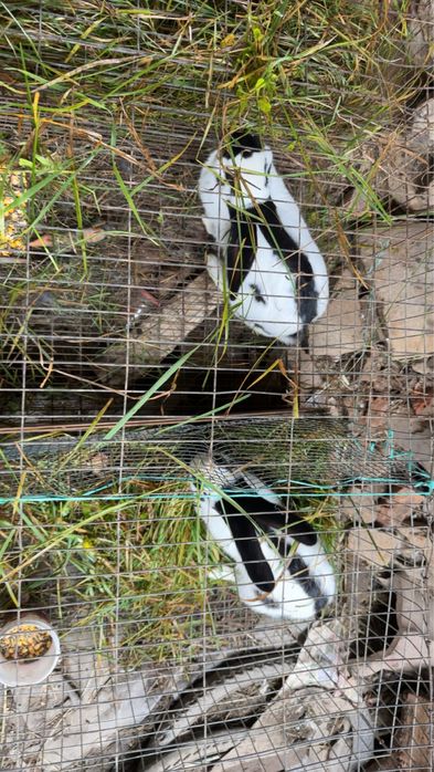 Vand iepuri de diferite marimi