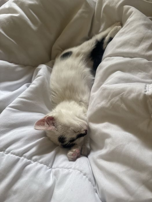 Джой търси семейство