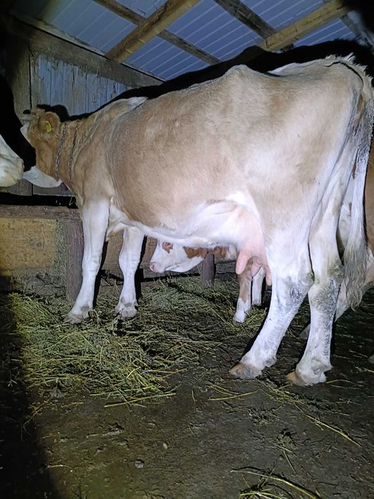 Vând vacă bună de lapte!!