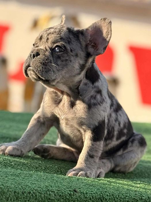 Френски булдог / Frenchie