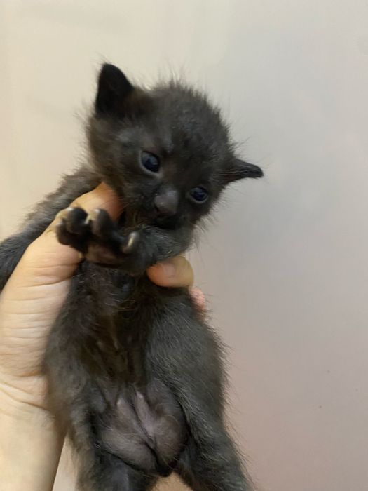 котики 1 девочка 2 мальчик