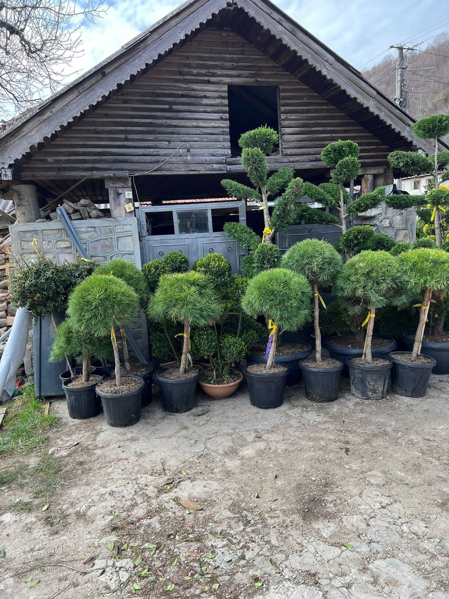 Plante pentru alei, curți și spații publice amenajate