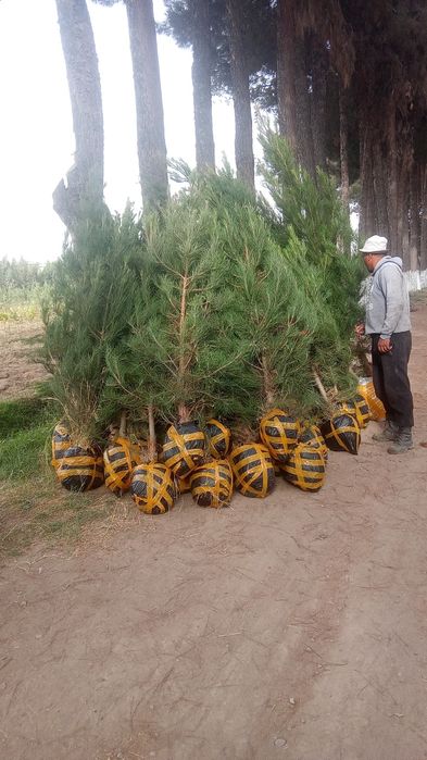 archa koʻchatlari bor  Toshkent boʻylab bor