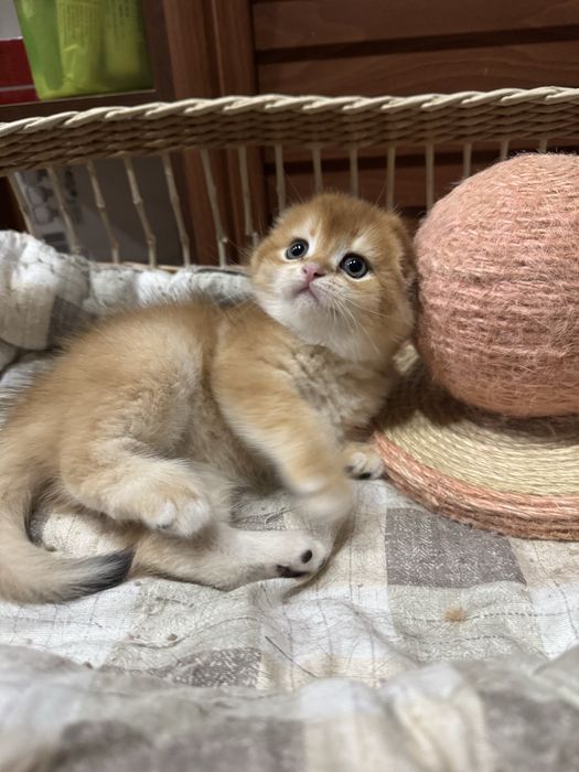 Продаются котята Шотладской породы!