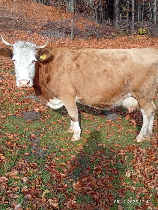 Vînd vaca bălțată