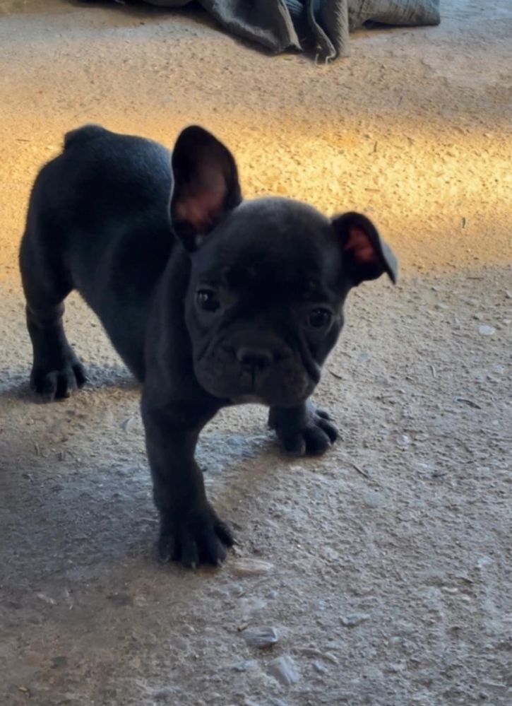 Bulldog francez 7 sapt