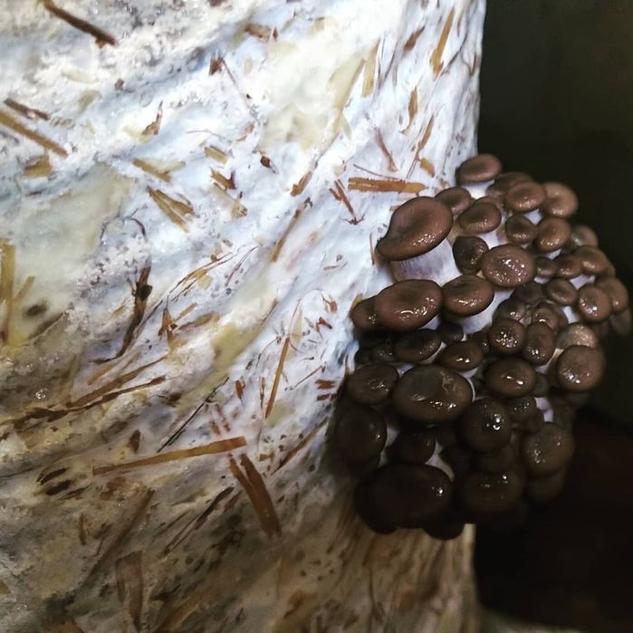 Miceliu lichid pleurotus