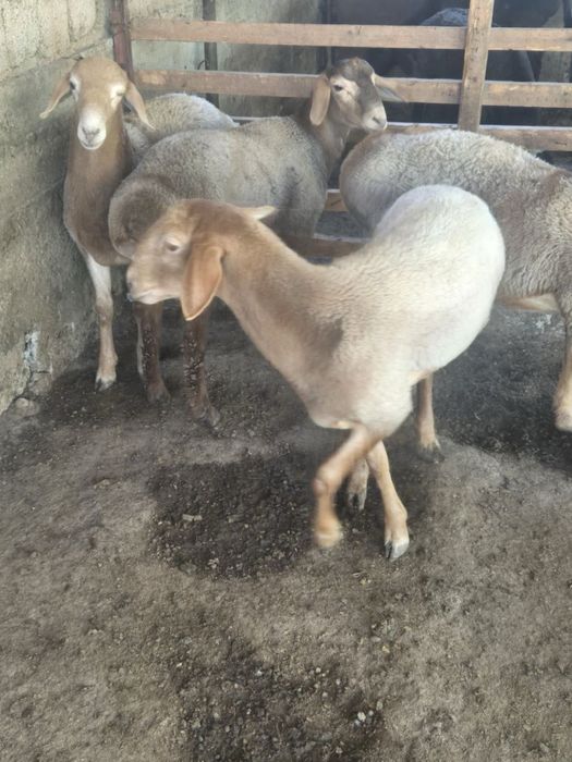 Qoyla sotiladi boqmasiyam bor