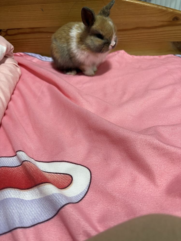 Vand iepuras rasa rex pitic cu tot cu cusca echipata!
