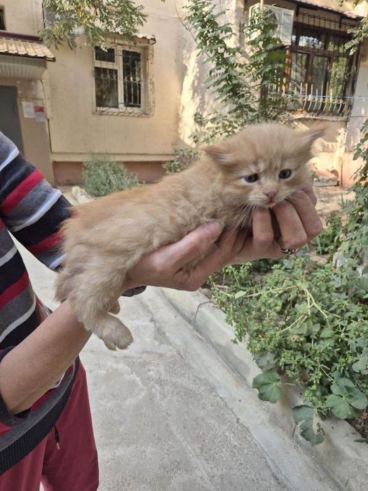 Котенок в добрые ручки