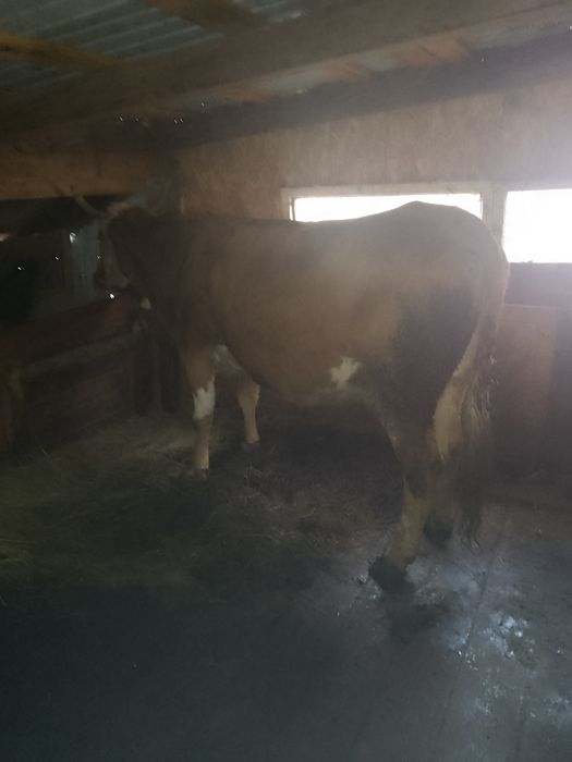 Vând vaci  gestante și un cal castrat