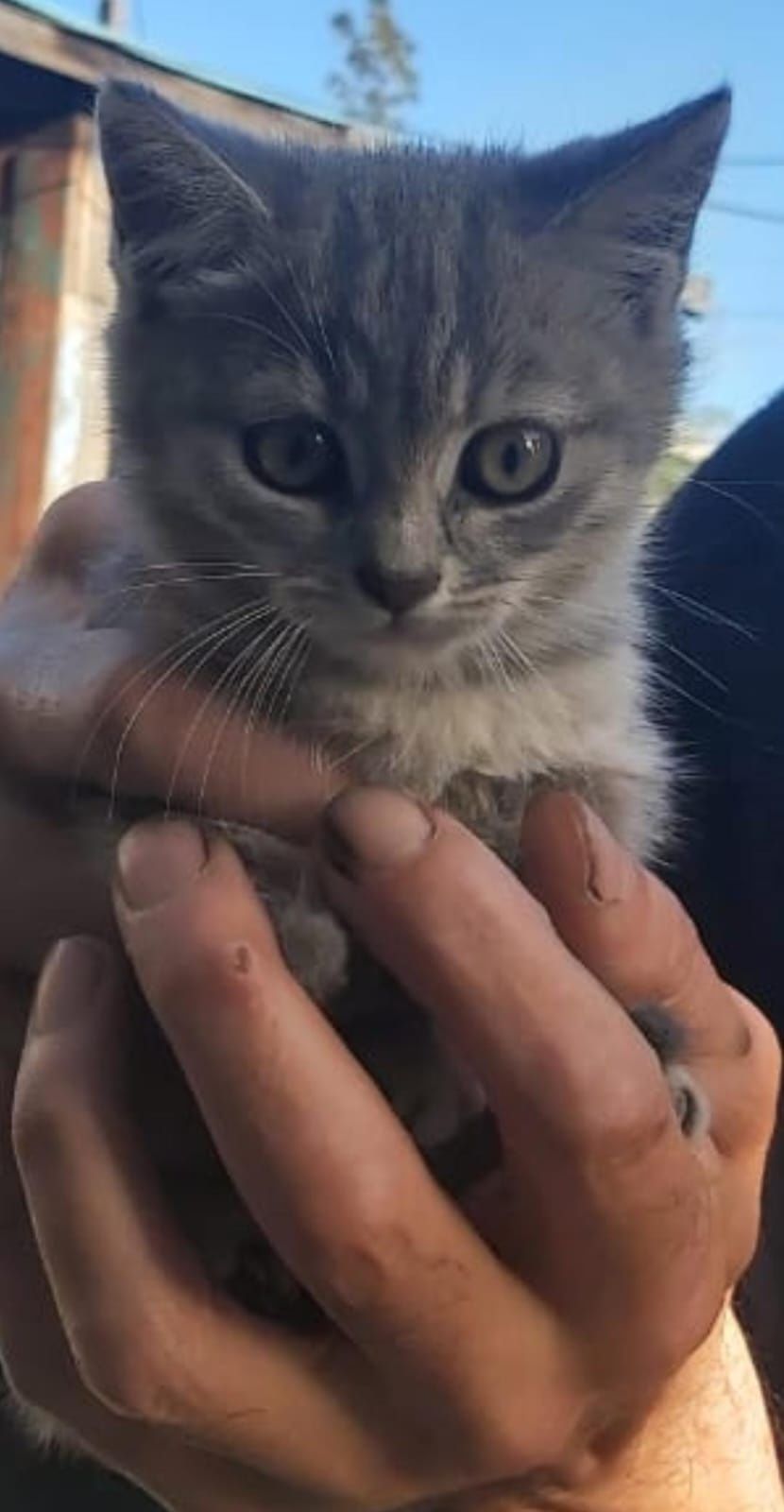 Котята от британки