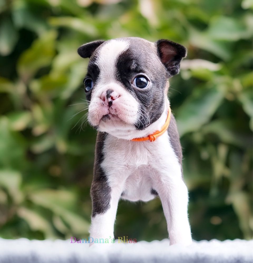 Boston terrier cu pedigree - fetita
