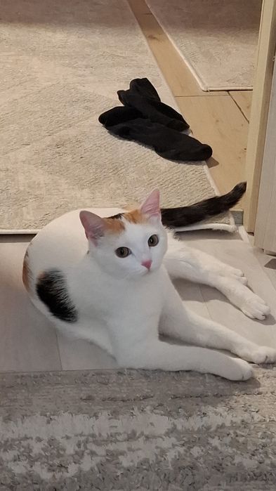 Ищем для кошки дом