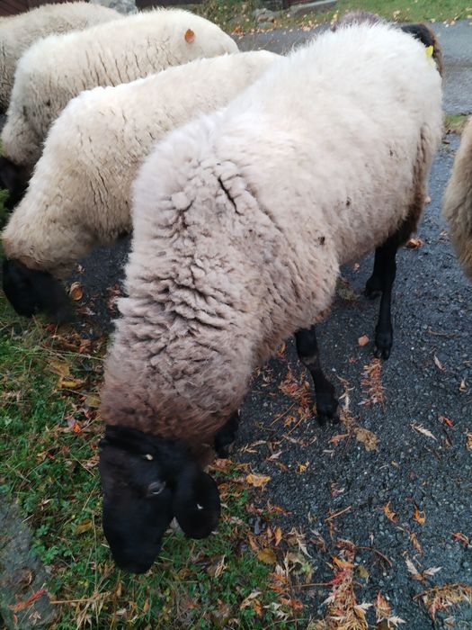 Vând Berbec Cărăbaș sârbesc