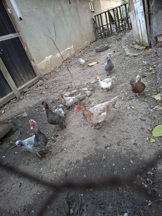 Vand un lot de 26 rate mute(13 mature + 13 tineret boboci)+4 cocosi