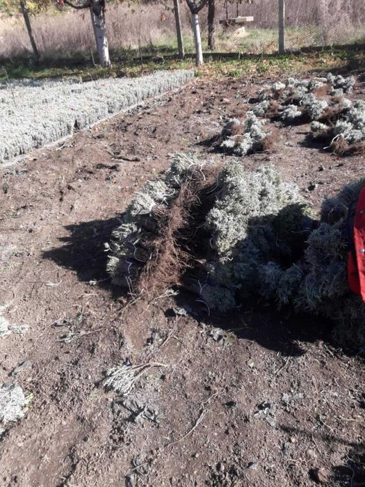 Разсад лавандула .