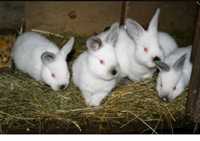 Vând pui iepuri din rasele pestriț german și Californian