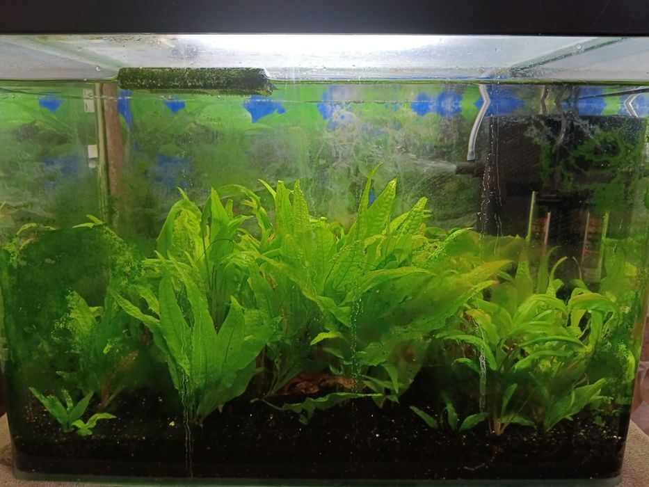 Продам аквариум 30л с растениями
