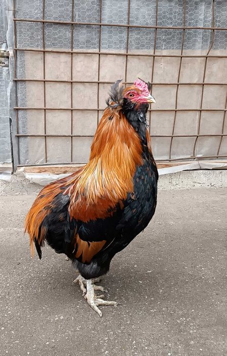 cocos araucana  gat auriu